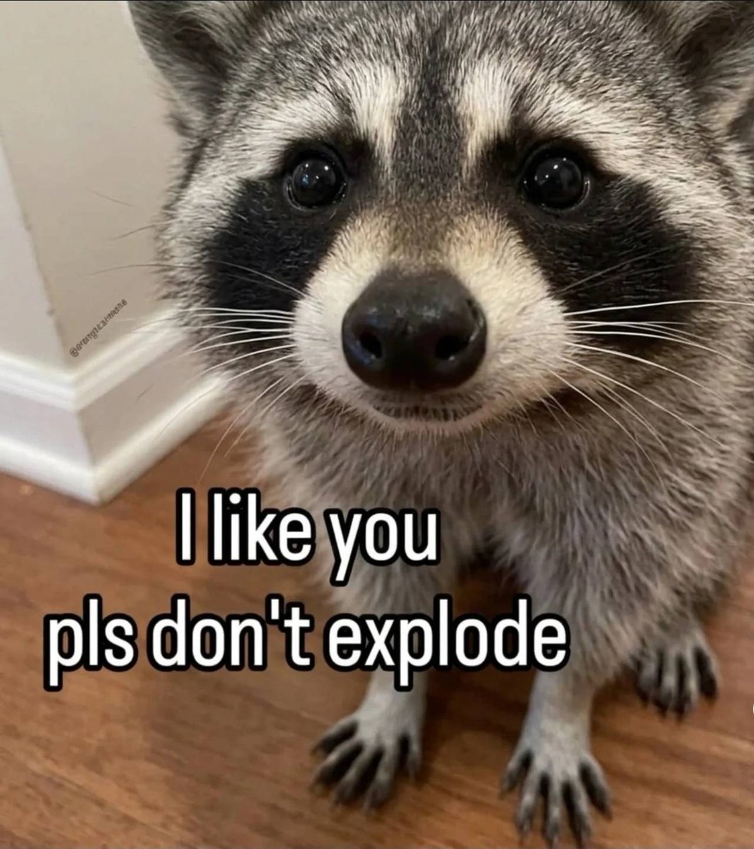 Why you should have a Raccoon tweet media