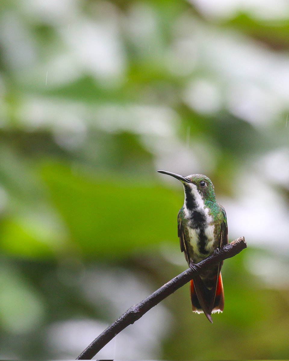 himanshuguptapr's tweet image. #Bird ID: Black-throated Mango 

#Canon Gears
#BirdsSeenIn2025 #birdwatching #birdphotography #wildlifephotography  #canonphotography #TwitterNatureCommunity #nature #photographyoftheday #birdtonic  #birds #SaoPaulo
@natgeowild #wildlife #wild #BirdsOfTwitter #brazil #hummingbird