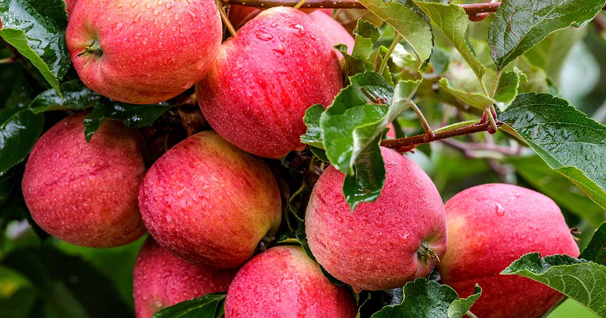 Gardeners_Path_'s tweet image. When and How to Prune Apple Trees - Part of growing apples is knowing how to prune your trees for healthy growth and the best production. Learn more about the process now on Gardener's Path. #growyourown #gardeningtips #gardening gardenerspath.com/plants/fruit-t…