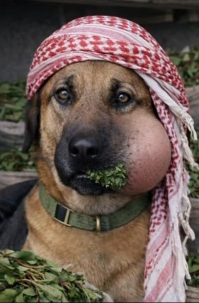 Abu-Saud tweet media