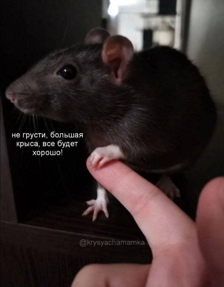 Juuga tweet media