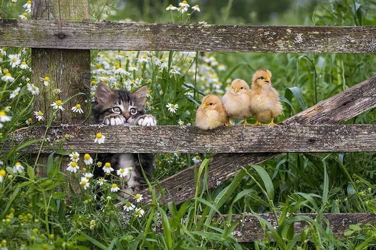 aestheticpost's tweet photo. Wide-eyed kitten meets golden chicks at the daisy fence. https://t.co/1eTjJ1tTzo
