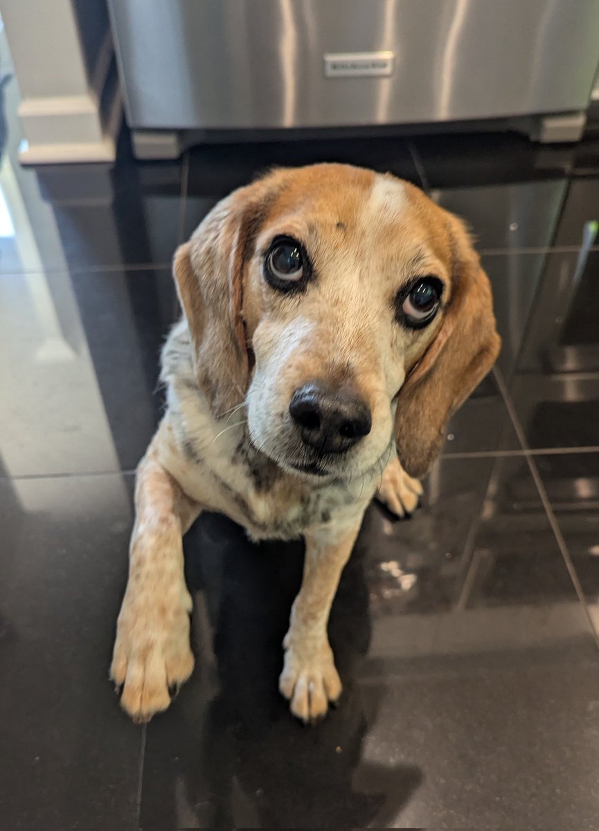 BeagleBrigadeGA's tweet image. One more treat mom...

Just one!
#Beagles
#OfficerHandsome 👀