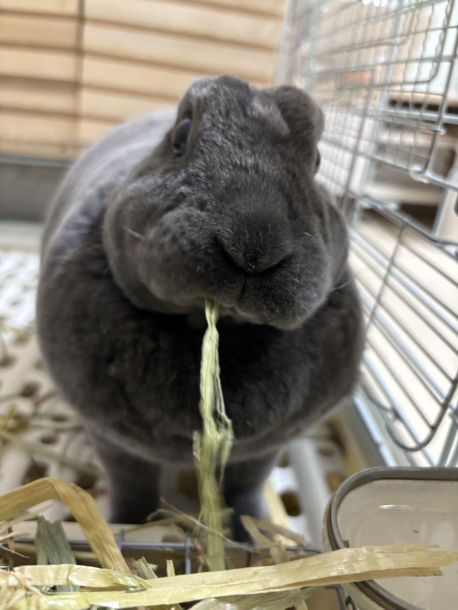 柴叉クロ tweet media