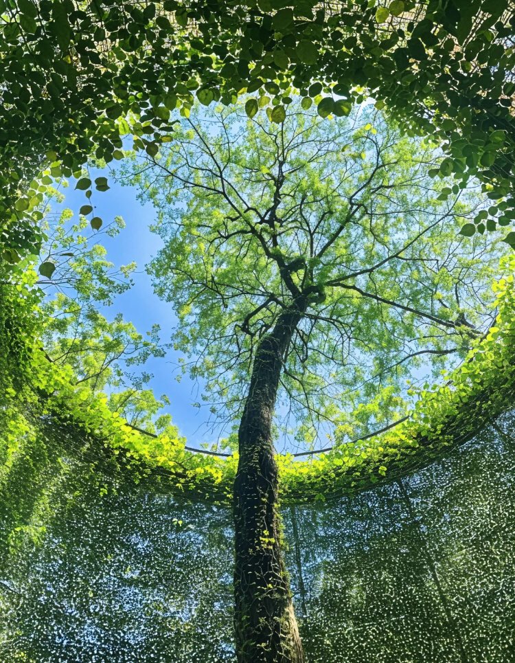 𝑙𝑦𝑟𝑎 tweet media