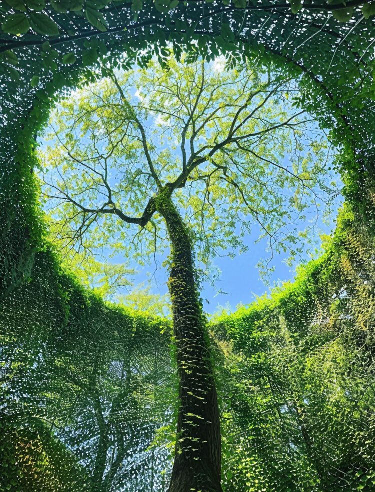 𝑙𝑦𝑟𝑎 tweet media