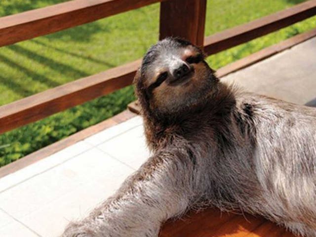 Shoshana Weissmann, Sloth Committee Chair 🦥 tweet media