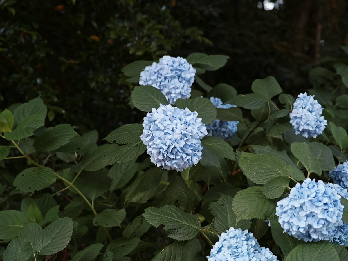 Take_Kuroki's tweet image. Flower
花

#photography #nature #NaturePhotography
