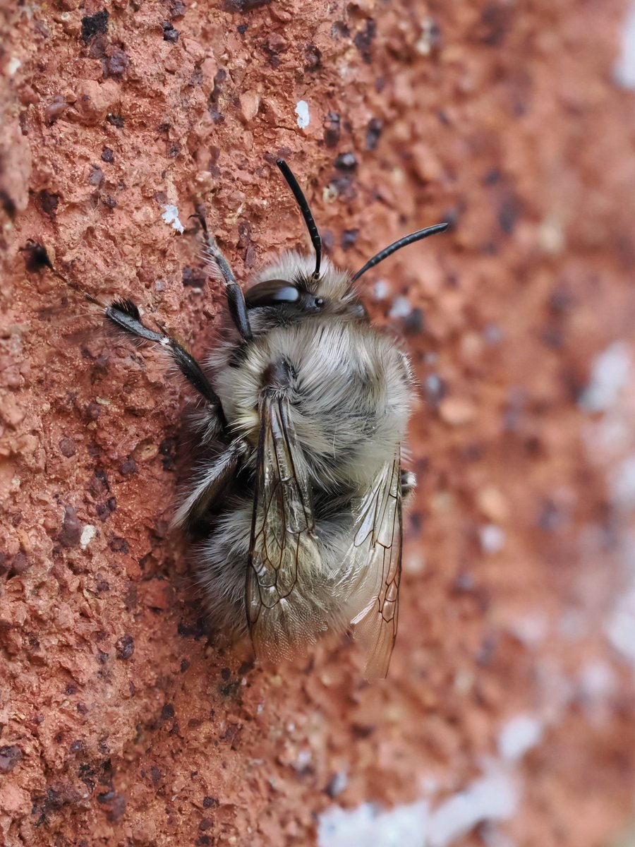 tillingtonchum's tweet image. Those flower bees with the hairy feet are still busy, although male numbers seem to have dwindled over the last few days. Here’s one settling down for the night on the house wall. Unsurprisingly, the wing tips are showing signs of wear.
#bees