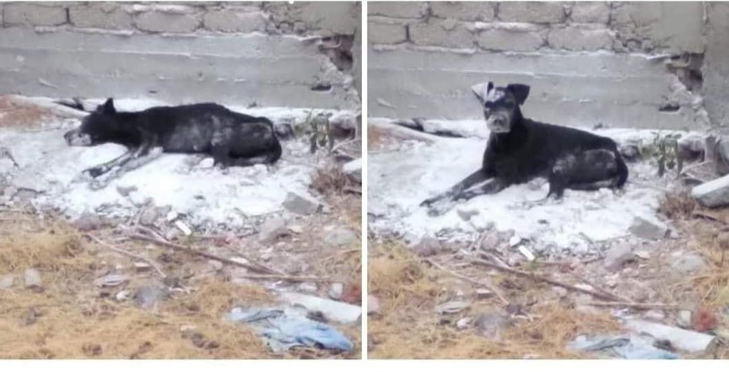 Gullit Picks tweet media