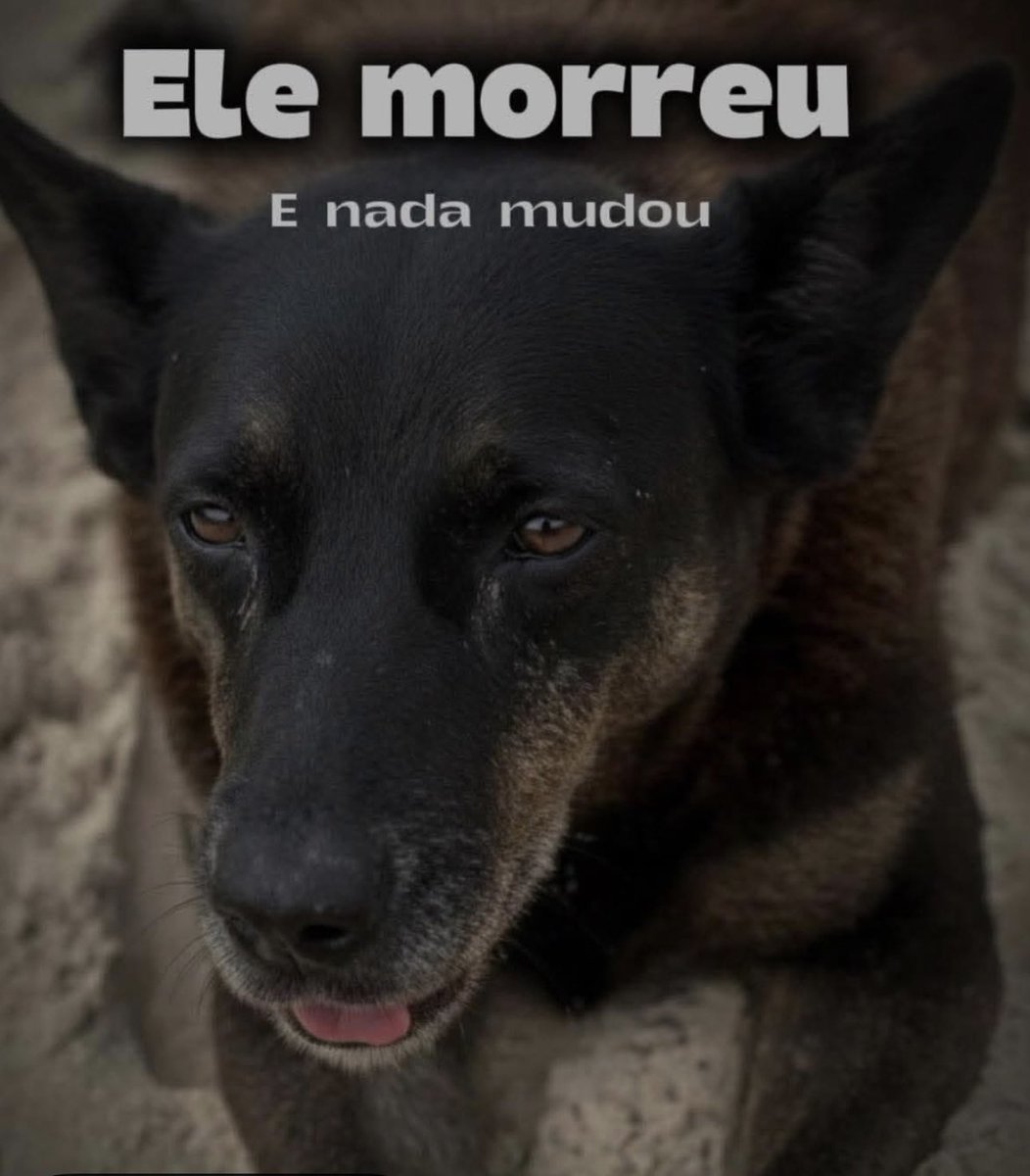Ele morreu… e o mundo seguiu como se nada tivesse acontecido.
Mas aqui dentro, tudo mudou. 🐾💔

#JustiçaPorOrelha
#NāoVamosEsquecerOrelha