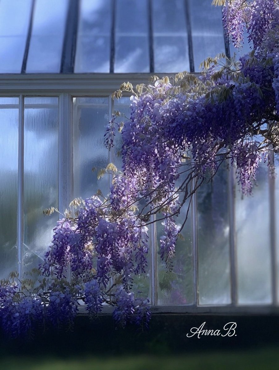Aurora41155547's tweet image. Wisteria Greenhouse
#Art #AIArt #Nature #Flowers #Wisteria