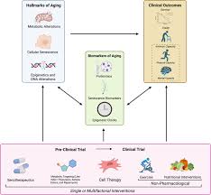 americanaging's tweet image. Aging research is moving into clinical trials.

A 2026 review shows #geroscience interventions are now being tested in humans — targeting aging biology to improve frailty, resilience &amp;amp; function.
From theory → treatment.
doi.org/10.1016/j.tjfa…⁠

#AgingResearch #Longevity