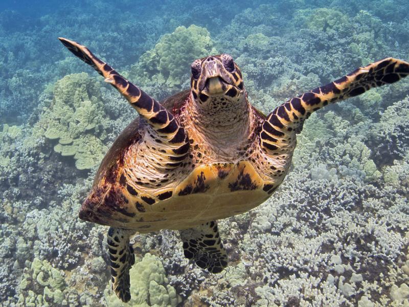 The Atlantic Conservation Partnership (ACP) tweet media