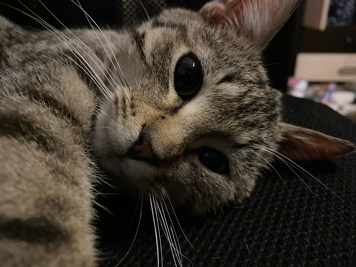 mywildfloweeer tweet media