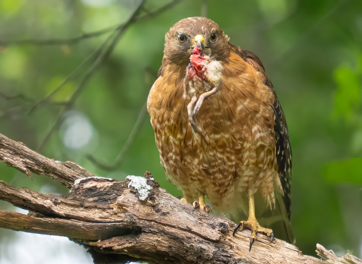 ParamClicks's tweet image. Wild and Unfiltered—A red-shouldered hawk pauses between bites. A reminder of who sits at the top of the forest food chain. @ Claude Moore Park, Virginia, USA. (2026-04-27) #NaturePhotography #TwitterNatureCommunity #BBCWildlifePOTD #ThePhotoHour #foodchain