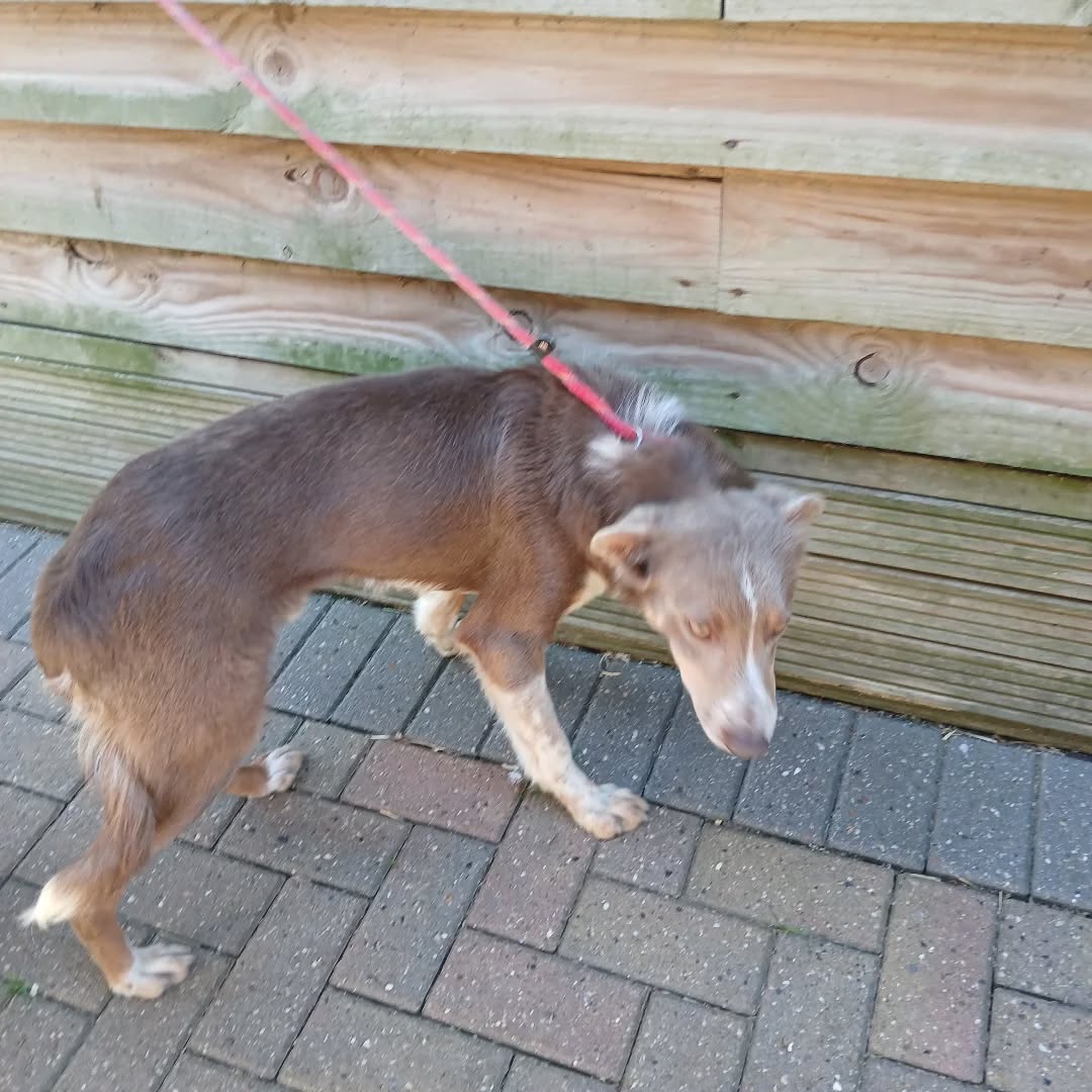 Urgent please retweet to help find the owner or a rescue shelter space for this stray/abandoned dog found  #FAVERSHAM #SWALE #UK  Found Monday 27 April 
💔Now in a council pound 💔
'This young lad was found straying in the Selling Road area of Faversham
Microchipped but not