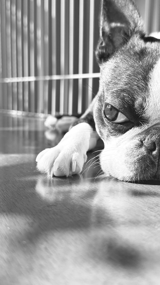 dyki's tweet image. これでもねてる男😴
#boston #bostonterrier #bostonterrierlove #instadog #puppy