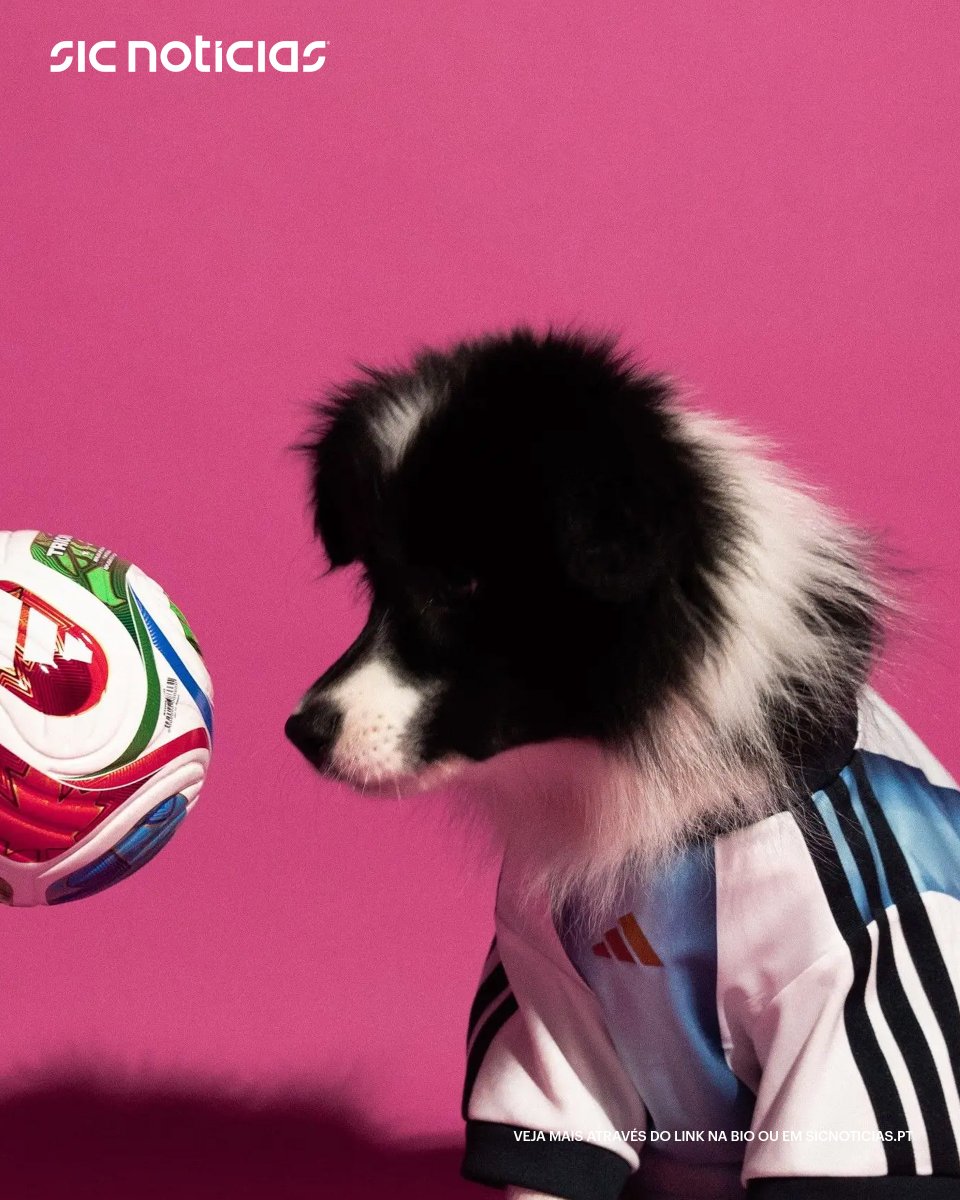 SICNoticias's tweet image. A Adidas, uma das patrocinadoras do Mundial 2026, criou uma coleção de equipamentos para animais. Há camisolas do México, Argentina, Colômbia e Japão.

Saiba mais em: bit.ly/42zHN1Q

#adidas #mundial2026 #animais #futebol #desporto #news #sicnoticias