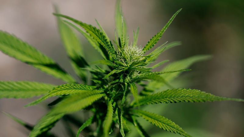 GWIntegrative's tweet photo. What we're reading: "Justice Department reclassifies state-licensed medical marijuana as a less dangerous drug" from @CNN. Look for an upcoming GWIM podcast episode on this impactful news! https://t.co/tr7iitdpSS https://t.co/7SCg2Ea35d