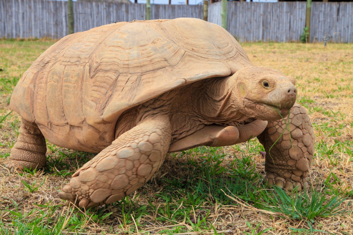 RoyalCosyhill's tweet image. Slow pace, real peace.  Meet one of the calmest residents at Royal Cosy — our gentle tortoise, just minding its business and reminding you to take life easy. No rush, no pressure… just vibes and nature doing its thing.

#RoyalCosyHills #NatureVibes #SlowLiving #SafariExperience