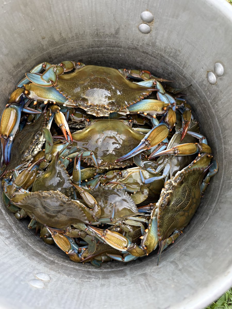 Busibbbb's tweet image. A real creole don’t slip.. #crabbing #louisiana #fypシ゚viralシfypシ゚