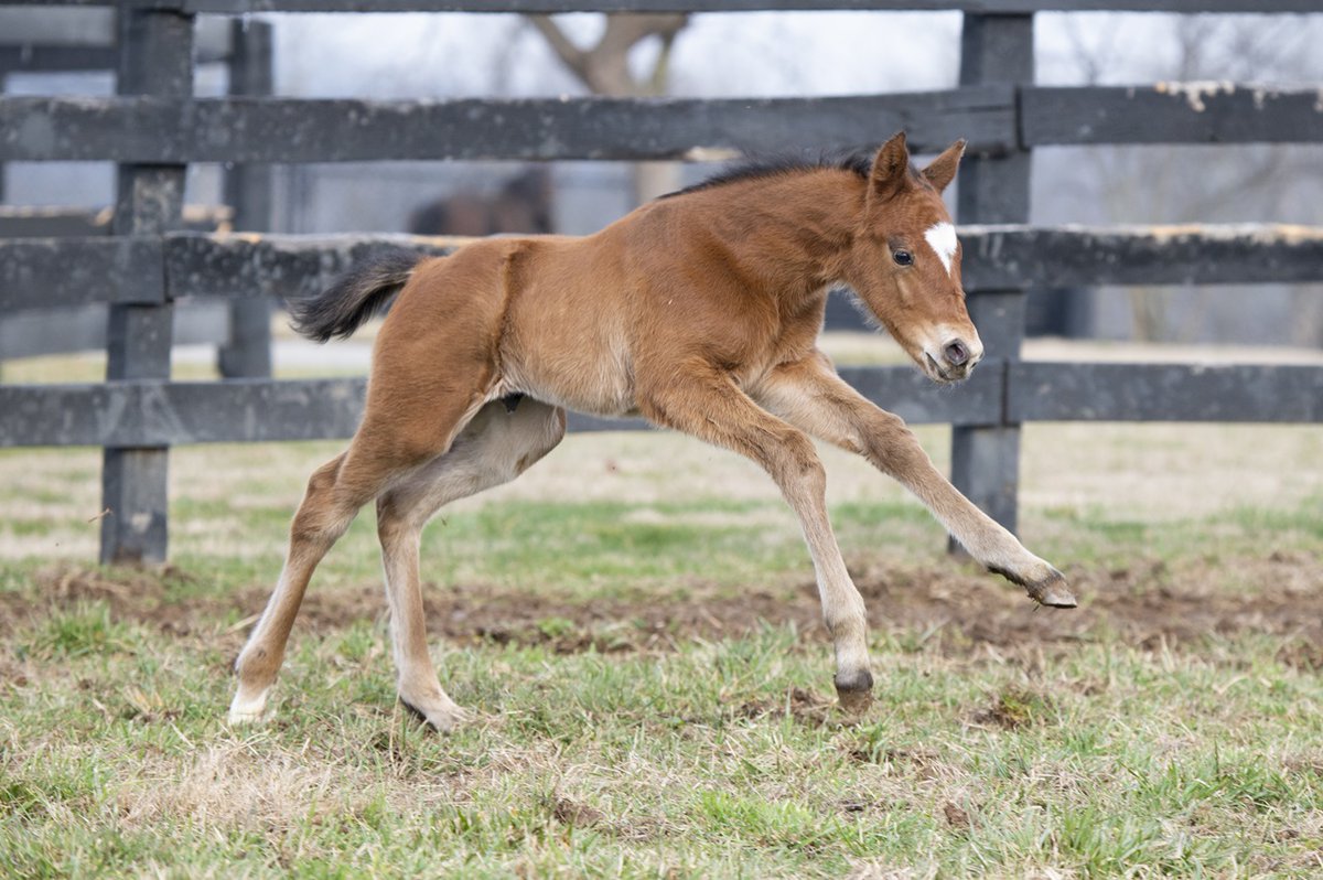Kentucky Derby tweet media