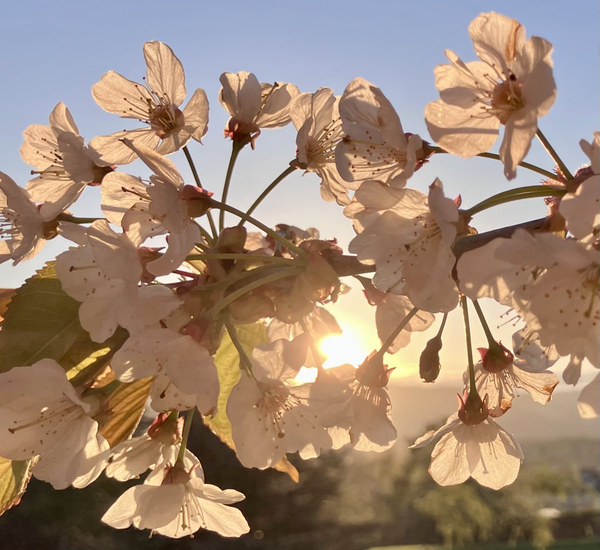 cloudymamma's tweet image. Evening sunlight through our garden cherry blossom flowers 

Scotland 🏴󠁧󠁢󠁳󠁣󠁴󠁿 

#CherryBlossom
#Sakura
#BlossomWatch