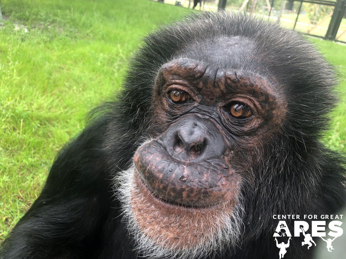 CenterForGreatApes tweet media