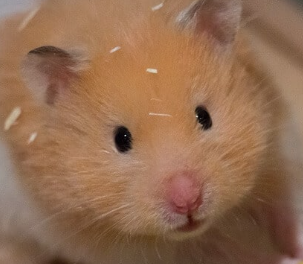 dantas_gam46109's tweet image. Hi!

I'm Hamster boy! ♂️

Follow me please!

I Like: #BENDY #Minecraft #FNAF #Poppyplaytime #Baldibasics #HelloNeighbor #IndigoPark #DigitalCircus #Mario #sonicthedgehog  #Backrooms :)