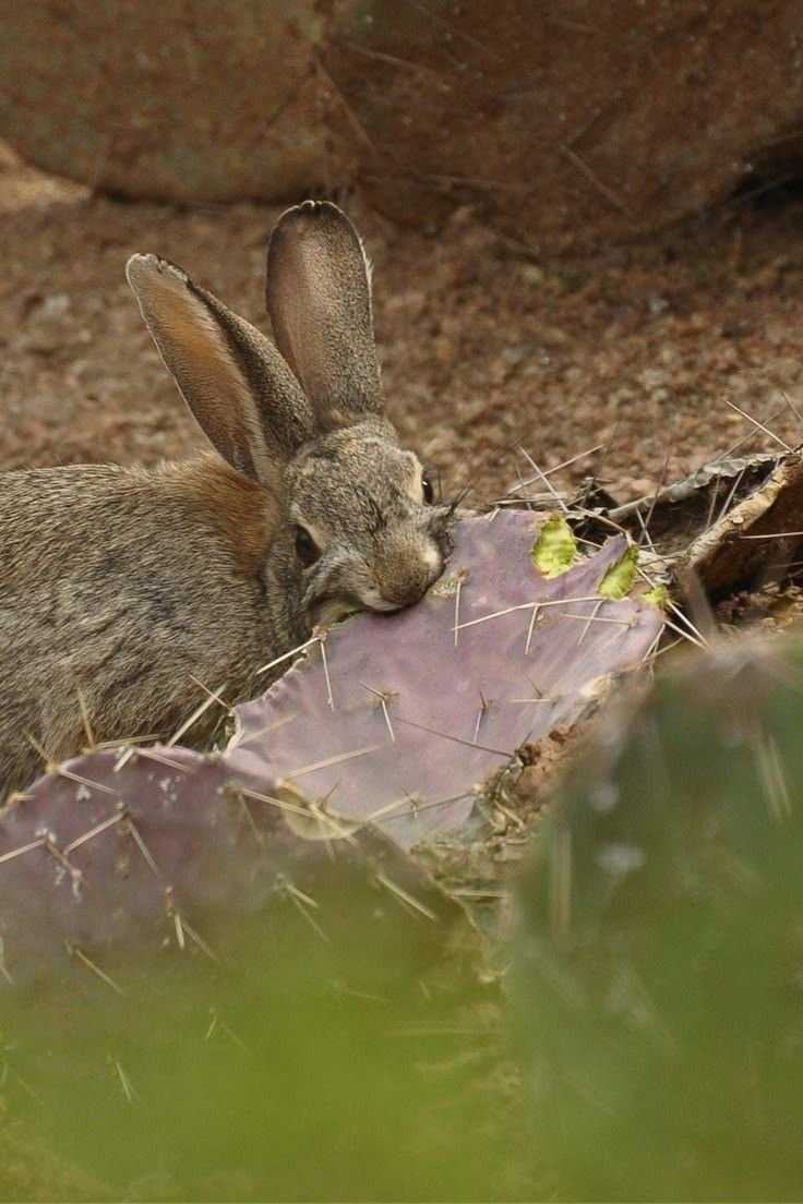Tuelhinhos 🐇 tweet media