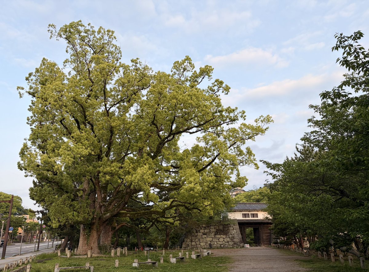 楽音生活☆岩橋和廣 tweet media