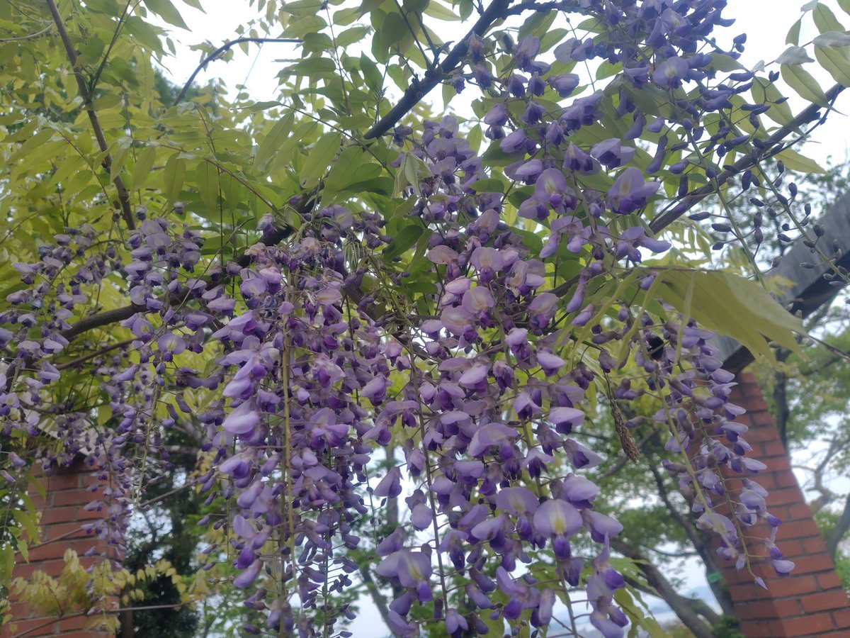 ブルいりこ📈︎︎ tweet media