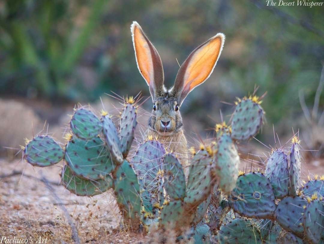 Tuelhinhos 🐇 tweet media