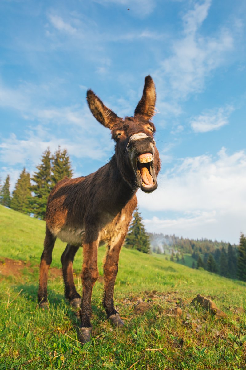 snugglebugtoys's tweet photo. ❓DID YOU KNOW?

Donkeys have an excellent memory and can remember places, other donkeys, and people for up to 25 years. This ability helps them navigate their environment and form lasting bonds.

#animalfacts #donkey https://t.co/8gLkMZD6fI