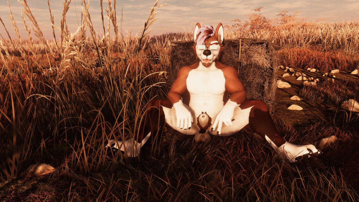 Mocha_Husky tweet media