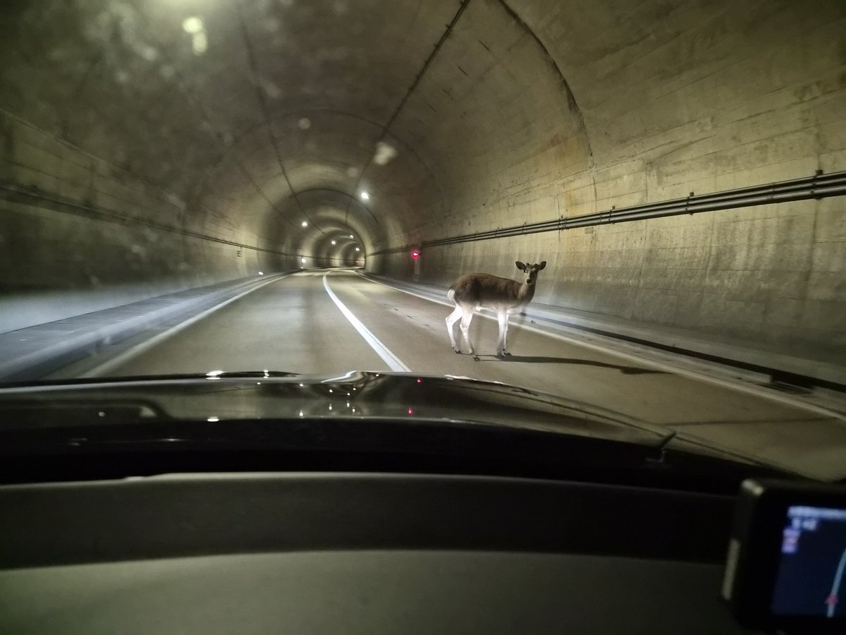 葉奈瀬太郎 tweet media