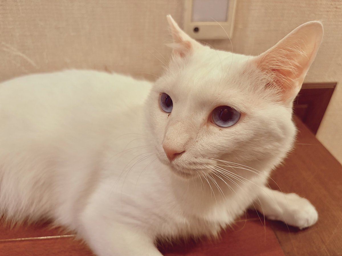 れいぢぃ tweet media