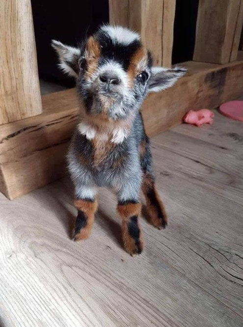 Tweets of Dogs tweet media