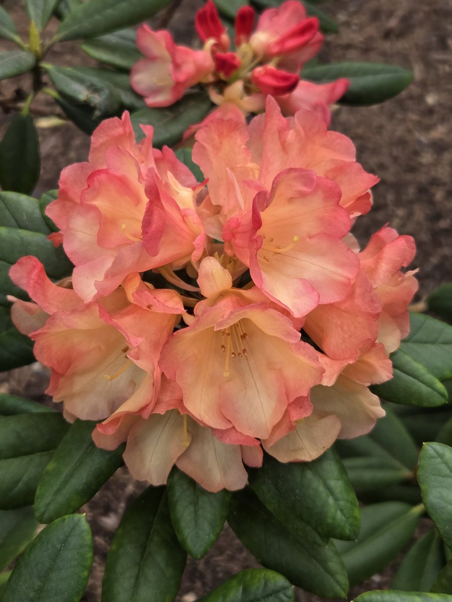 lgrigg503's tweet photo. Beautiful walk in town  to Rhoadedendron Gardens with son and girlfriend. 6 mile round trip my legs are sore 🤣 https://t.co/4eqwQuD1DA