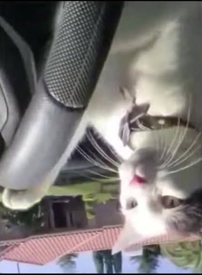 Mustafa Kemal tweet media