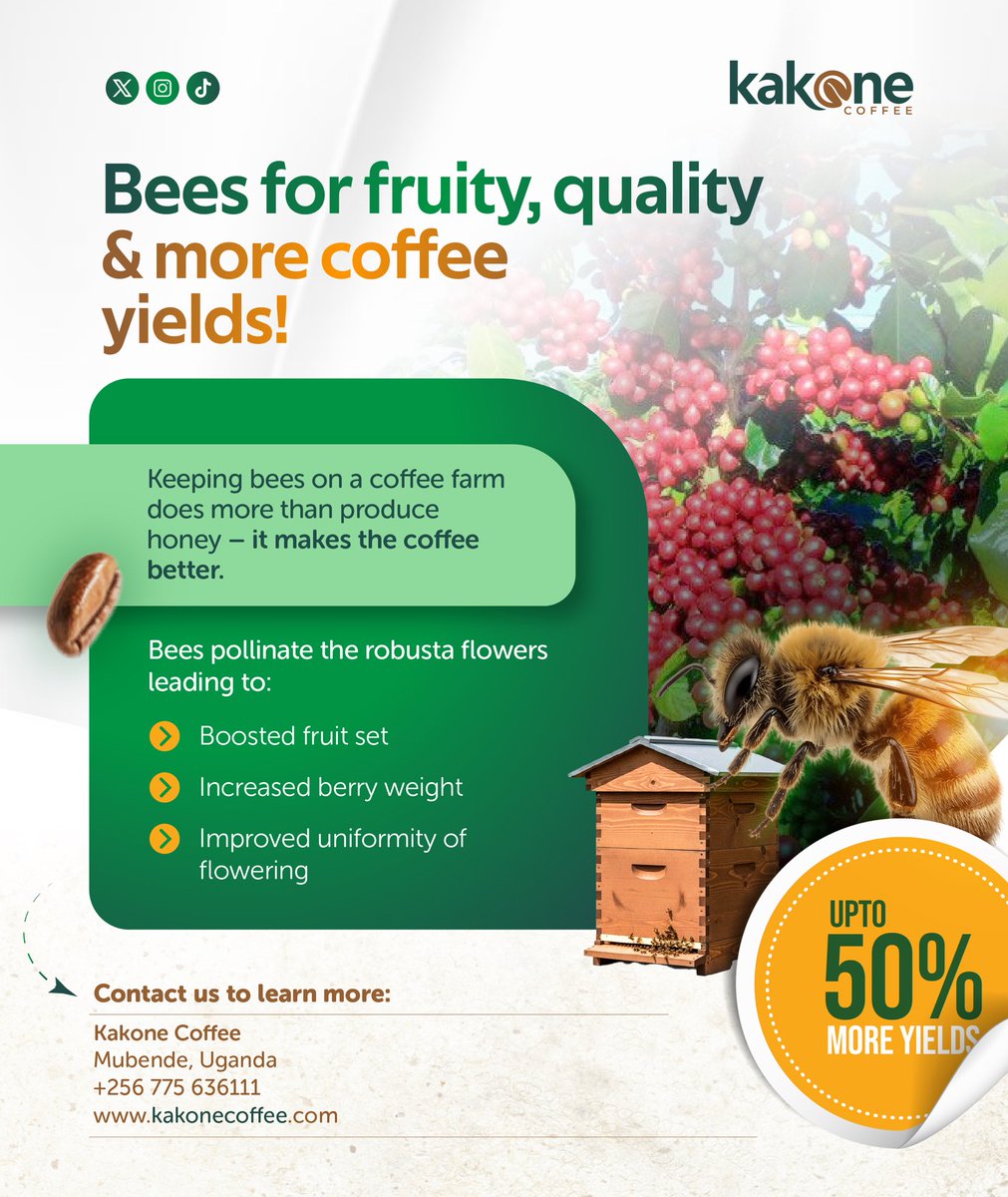 kakonecoffee's tweet image. More New residents at Kakone Coffee farm…the bees 🐝.

The story behind your quality cup of coffee from Kakone.
It starts right here 😊
#coffee
 @CoffeeUganda