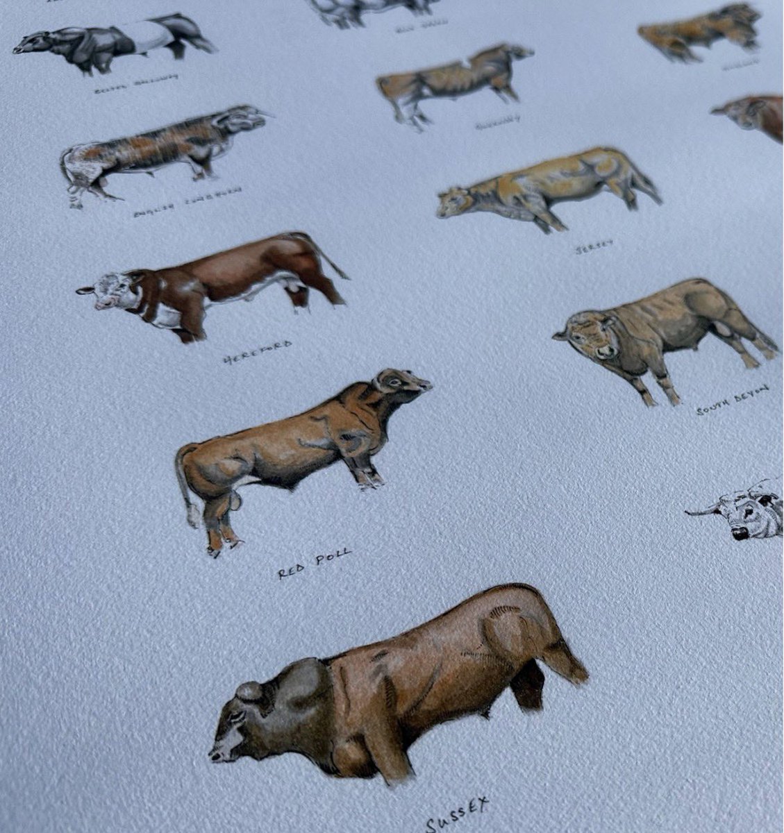 JRFArmstrong's tweet image. What’s your favourite breed of #cattle? Reply and let me know if I have missed one that you feel should have made the cut for one of my #illustrations Always #art potential for a bespoke #commission of any of your favourite animals if you’d like? Check out the link in my bio!