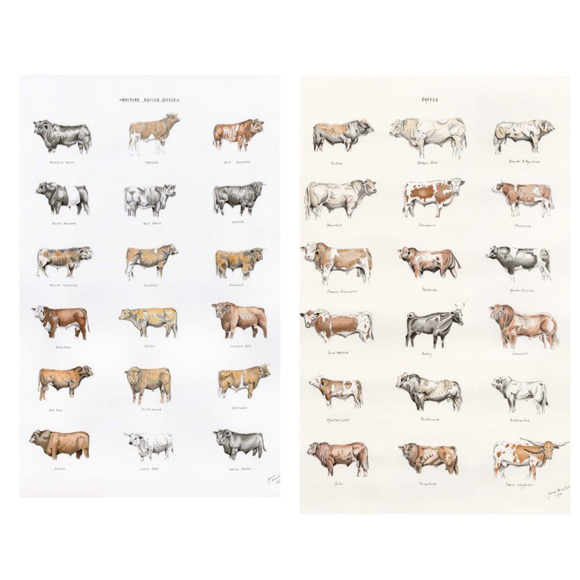 JRFArmstrong's tweet image. What’s your favourite breed of #cattle? Reply and let me know if I have missed one that you feel should have made the cut for one of my #illustrations Always #art potential for a bespoke #commission of any of your favourite animals if you’d like? Check out the link in my bio!