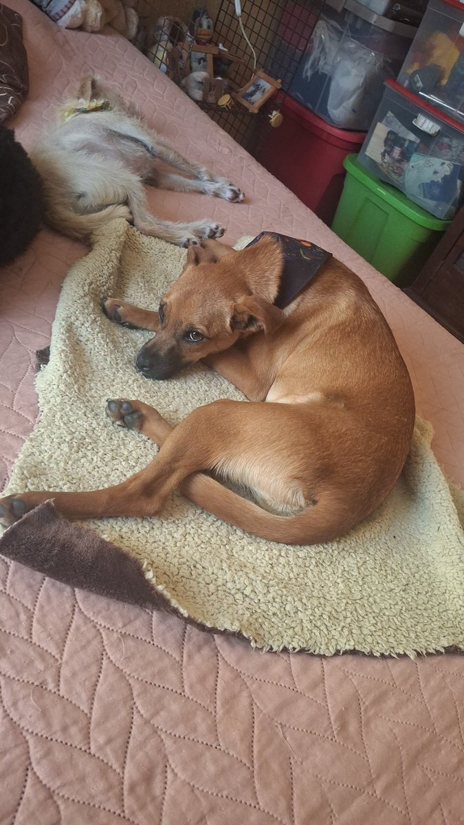 Apoyo Croquetón tweet media