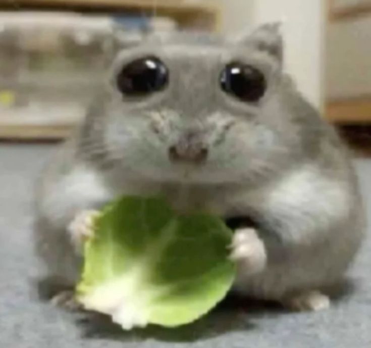 ⁺ ୨͟୧ . 𝒍𝒖𝒍𝒖 𝒑𝒖𝒅𝒊𝒎 🍮(- 5/10) tweet media