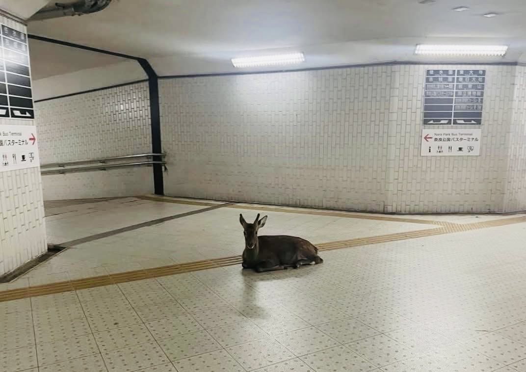 まるお2号🇯🇵（羊の皮を被った猫） tweet media