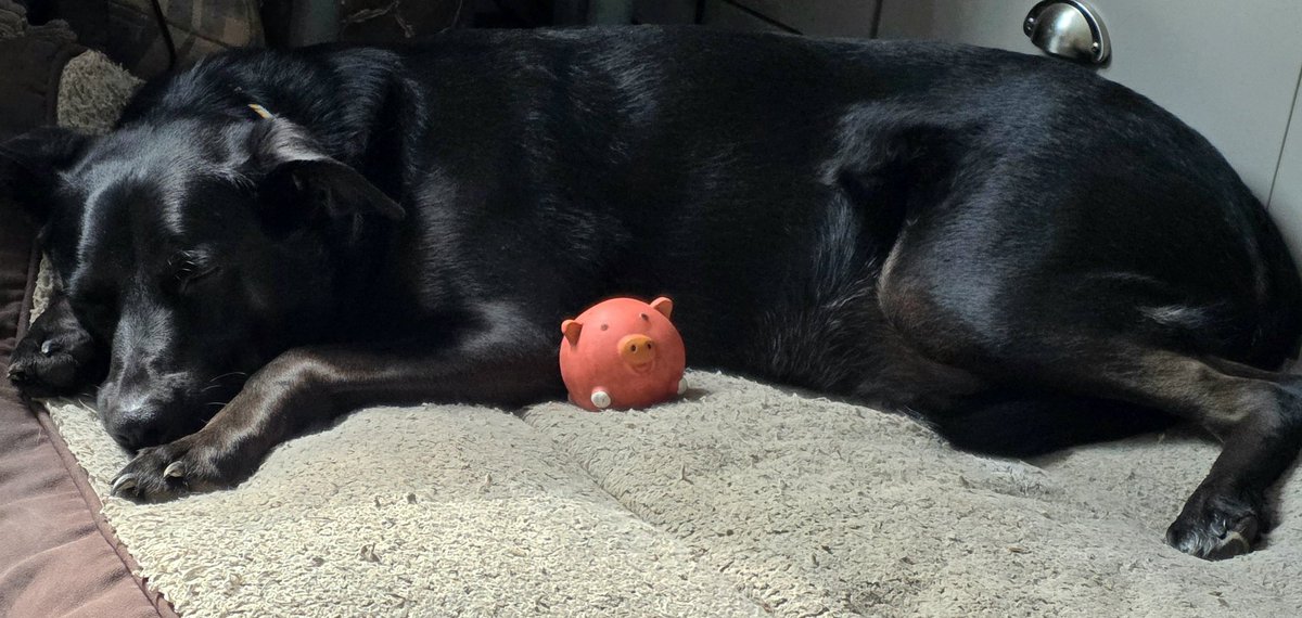 Paws & Reflect Dog Behaviourist & Trainer tweet media
