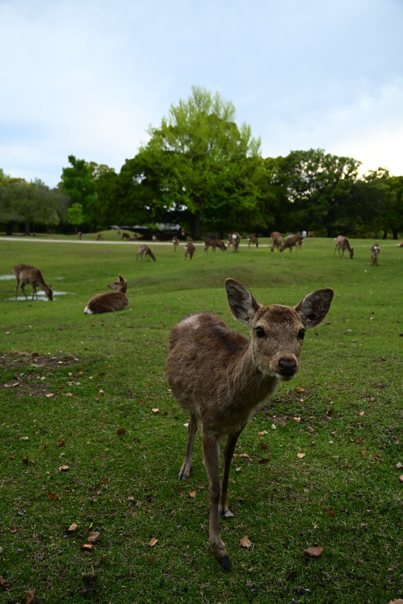 奈良の鹿角Tashi tweet media