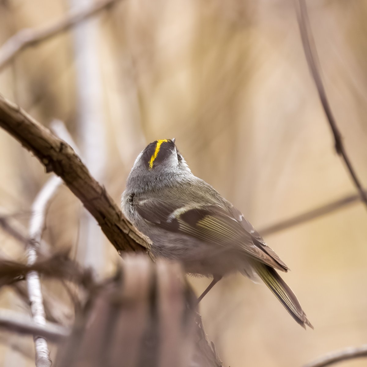 Mandeepsihota's tweet image. The cute little Golden Crowned Kinglet showing off its beautiful yellow patch! #birds #birding #birdsinwild #birdphotography #TwitternaturePhotography #Canon #IndiAves #WildlifePhotography